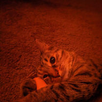 Thumbnail photo of Muskrat #2