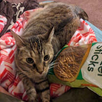 Thumbnail photo of Muskrat #4