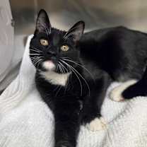 Thumbnail photo of Fergus #1