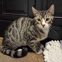 Thumbnail photo of Renegade Raider #1