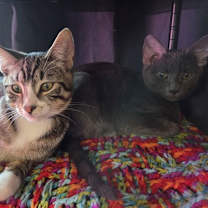 Thumbnail photo of Renegade Raider #2