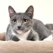 Thumbnail photo of Noelle #21521 #1