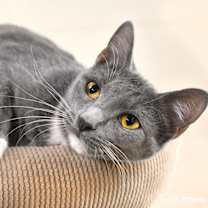 Thumbnail photo of Noelle #21521 #2