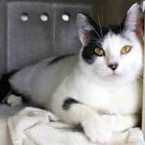 Thumbnail photo of Lyra #1