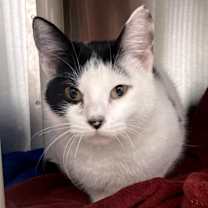 Thumbnail photo of Lyra #2