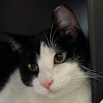 Thumbnail photo of Douglas #2