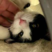 Thumbnail photo of Douglas #3