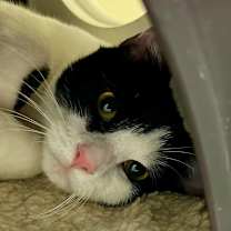 Thumbnail photo of Douglas #4