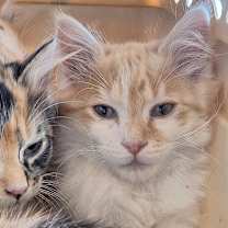 Thumbnail photo of Eggnog #2