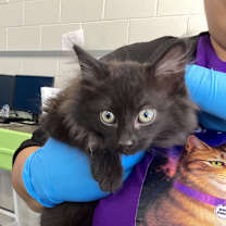 Thumbnail photo of Jack Frost #2