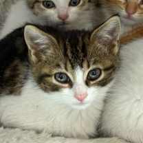 Thumbnail photo of Rico #1