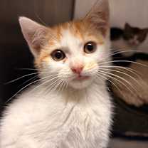 Thumbnail photo of Skipper #1