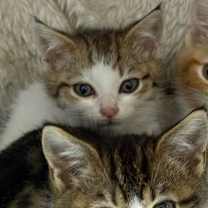 Thumbnail photo of Private #1