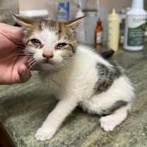 Thumbnail photo of Private #2