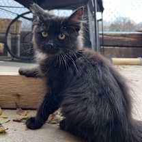 Thumbnail photo of Miles #1