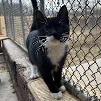 Thumbnail photo of Millie #1