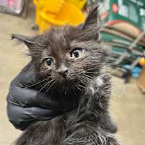 Thumbnail photo of Miles #2