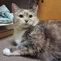 Thumbnail photo of Piper #2