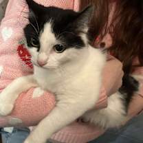 Thumbnail photo of Moo #2