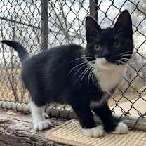 Thumbnail photo of Millie #3