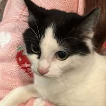 Thumbnail photo of Athena #2