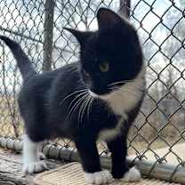 Thumbnail photo of Millie #4