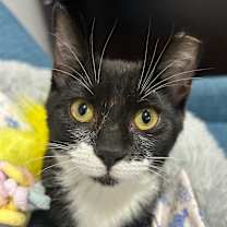 Thumbnail photo of Nyx #1