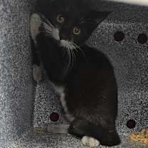 Thumbnail photo of Nyx #2