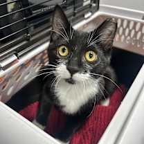 Thumbnail photo of Nyx #3