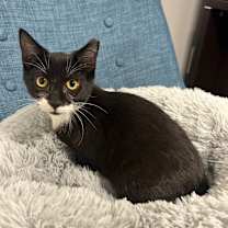 Thumbnail photo of Nyx #4