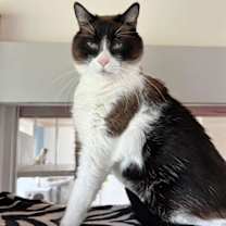 Thumbnail photo of Rosie #1