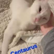 Thumbnail photo of Centaurus Oritz 2409 #4