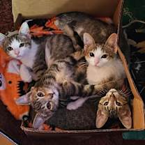 Thumbnail photo of Shrimp Scampi #4