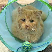 Thumbnail photo of Theodore #1