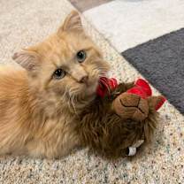 Thumbnail photo of Theodore #2