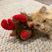 Thumbnail photo of Theodore #3