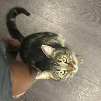 Thumbnail photo of Isa #3