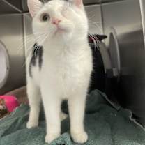 Thumbnail photo of Aka #1