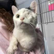 Thumbnail photo of Aka #2