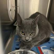 Thumbnail photo of Draco #2