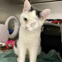 Thumbnail photo of Aka #3