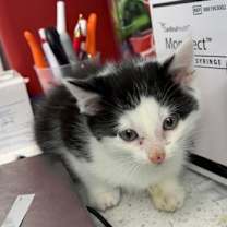 Thumbnail photo of Sir Mayonnaise #2