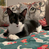 Thumbnail photo of Moonlight & Pochi van Hadfield #2