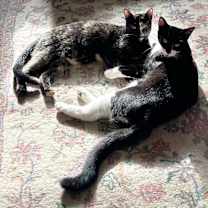 Thumbnail photo of Moonlight & Pochi van Hadfield #4