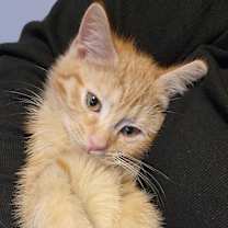 Thumbnail photo of Butterbean #3