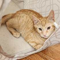 Thumbnail photo of Butterbean #4