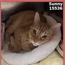 Thumbnail photo of SUNNY #2