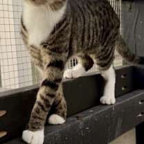 Thumbnail photo of Berlioz #2