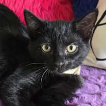 Thumbnail photo of Oh Me! #4