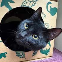 Thumbnail photo of Spider #1